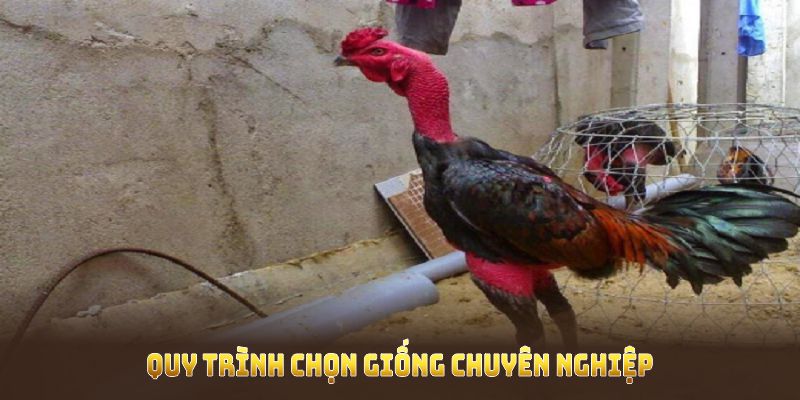 quy-trinh-chon-giong-chuyen-nghiep